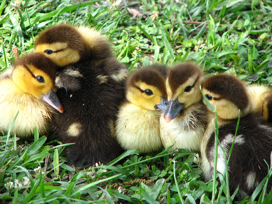 Family Outside in Spring